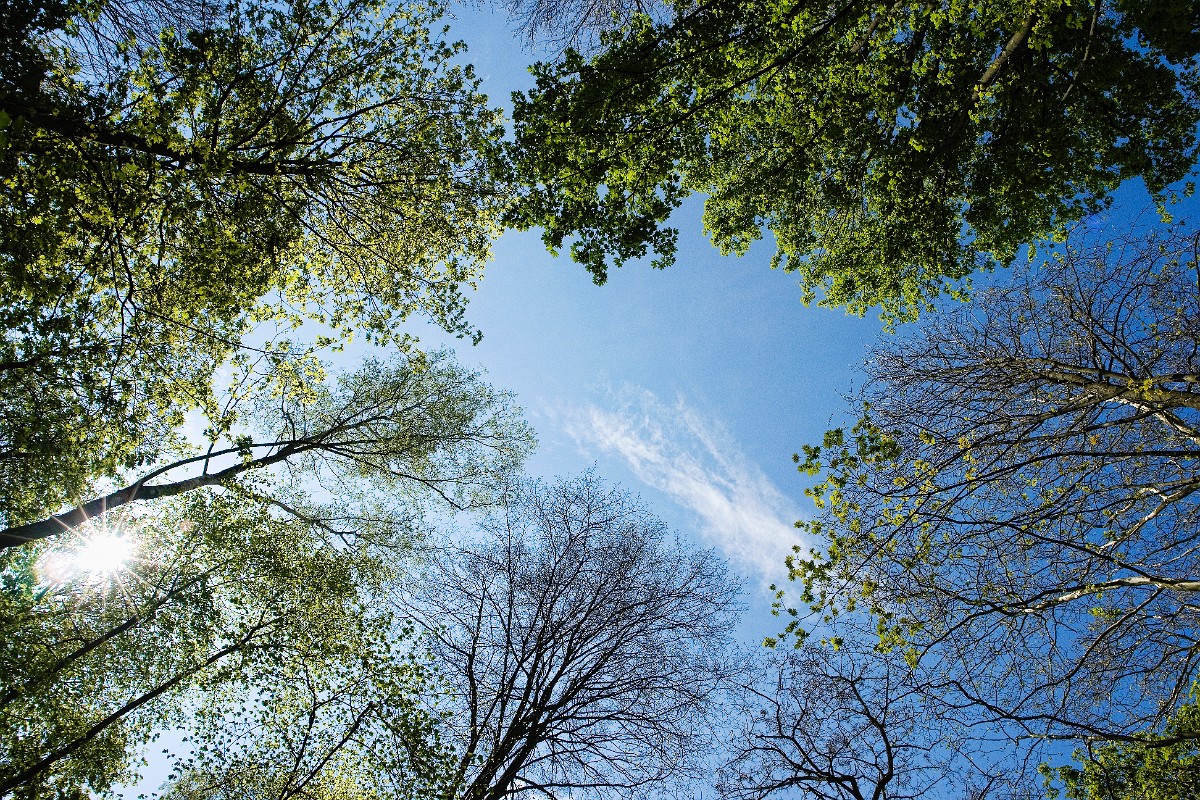 Grafenberger Wald, Duesseldorf